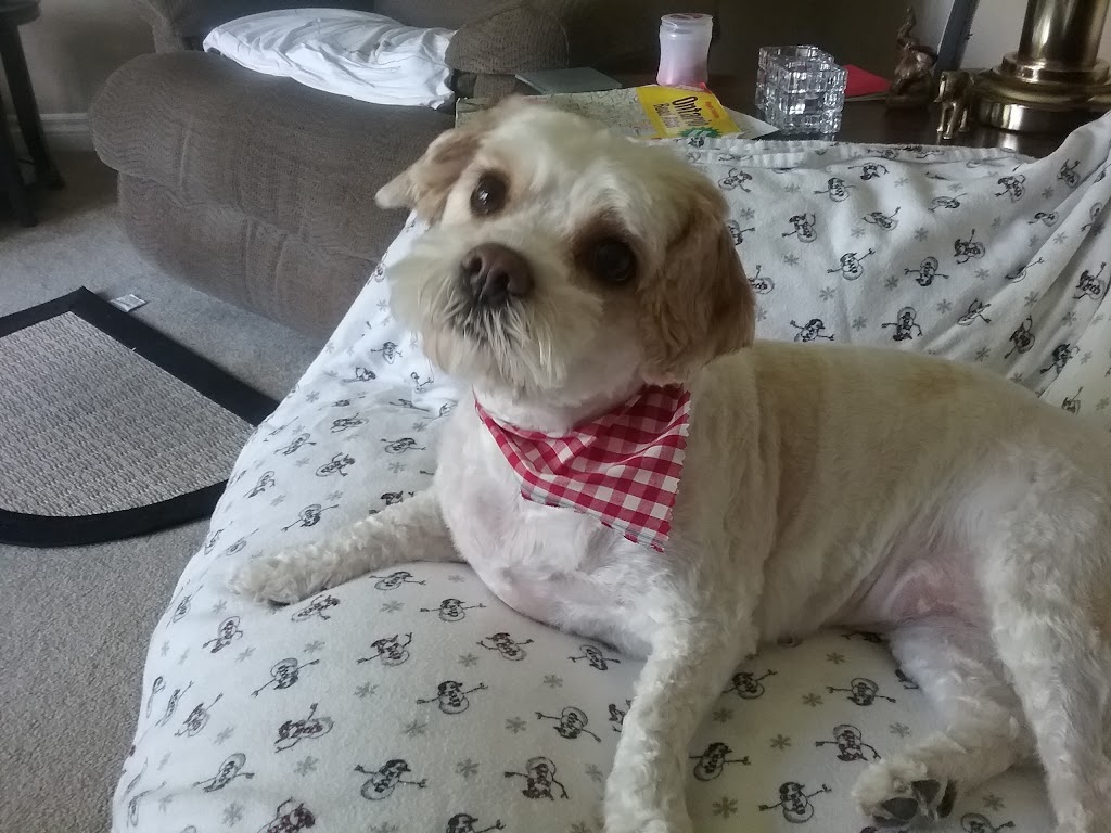 Posh Puppy Salon | 55 Townline, Orangeville, ON L9W 1V3, Canada | Phone: (519) 941-2646