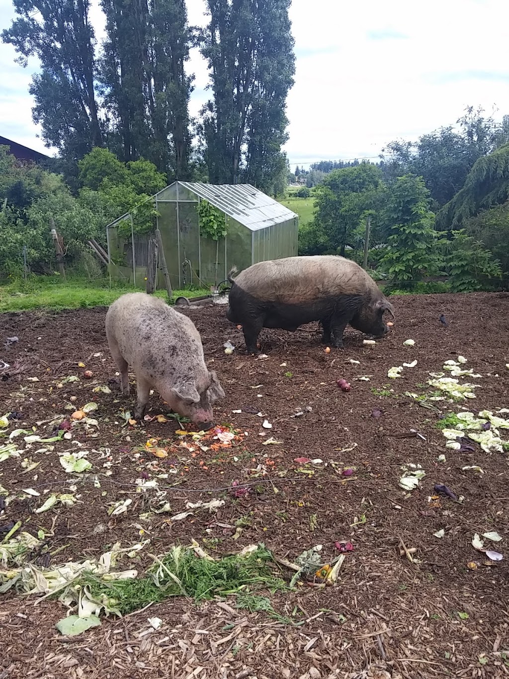 Poplar Lane Farm | 6309 Old East Rd, Victoria, BC V8Y 1R7, Canada | Phone: (250) 516-6618