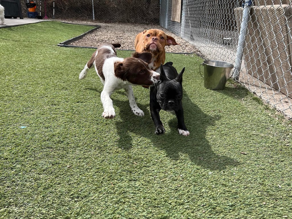 The Second Pup | 7030 2 Ave SW, Edmonton, AB T6X 1A3, Canada | Phone: (780) 708-5486