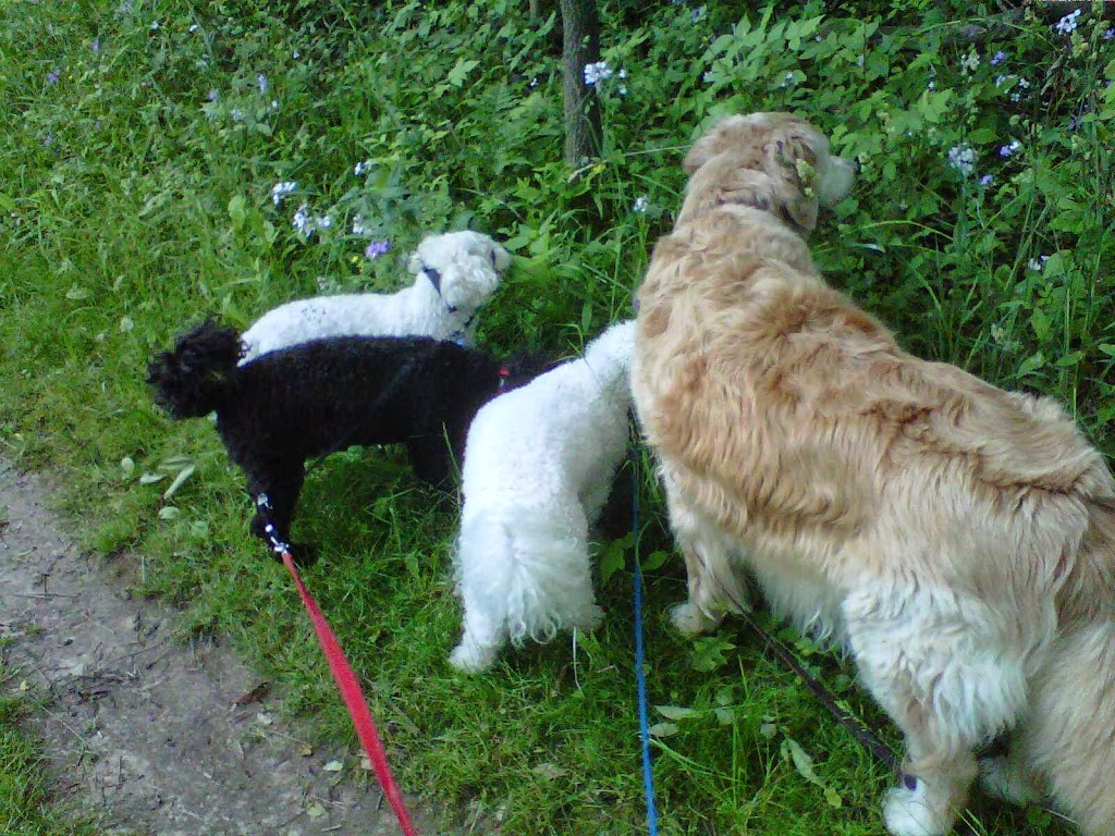 Purrs & Wags Professional Pet Care | 1964 Main St W, Hamilton, ON L8S 1J5, Canada | Phone: (905) 577-3911