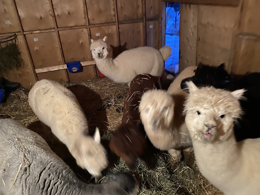 Skywatcher Alpaca Farm | 14 Ahsennénhson, Oka, QC J0N 1E0, Canada | Phone: (514) 224-3457
