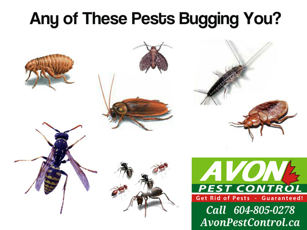 Avon Pest Control Vancouver | 650 Princess Ave, Vancouver, BC V6A 3E1, Canada | Phone: (604) 805-0278