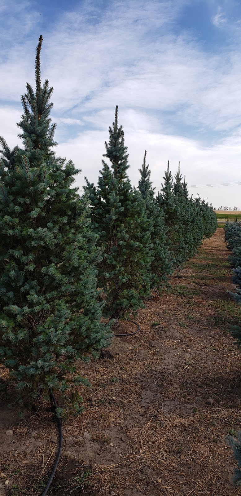 Wheatland Trees Ltd. | 253022, Township Rd 234, AB T0J 1X0, Canada | Phone: (403) 934-2829