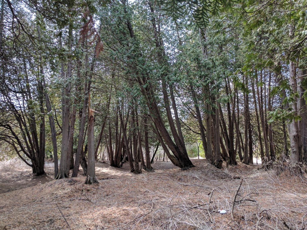 Cedar Valley Conservation Area | 1655 Canadore Crescent, Oshawa, ON L1G 8A6, Canada | Phone: (905) 436-3311