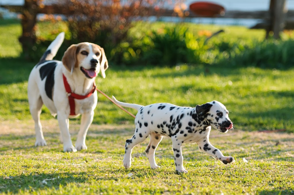 Gîte Canin chez Georges et Juliette | 418 Chemin Morin, LIslet, QC G0R 2B0, Canada | Phone: (418) 234-7320