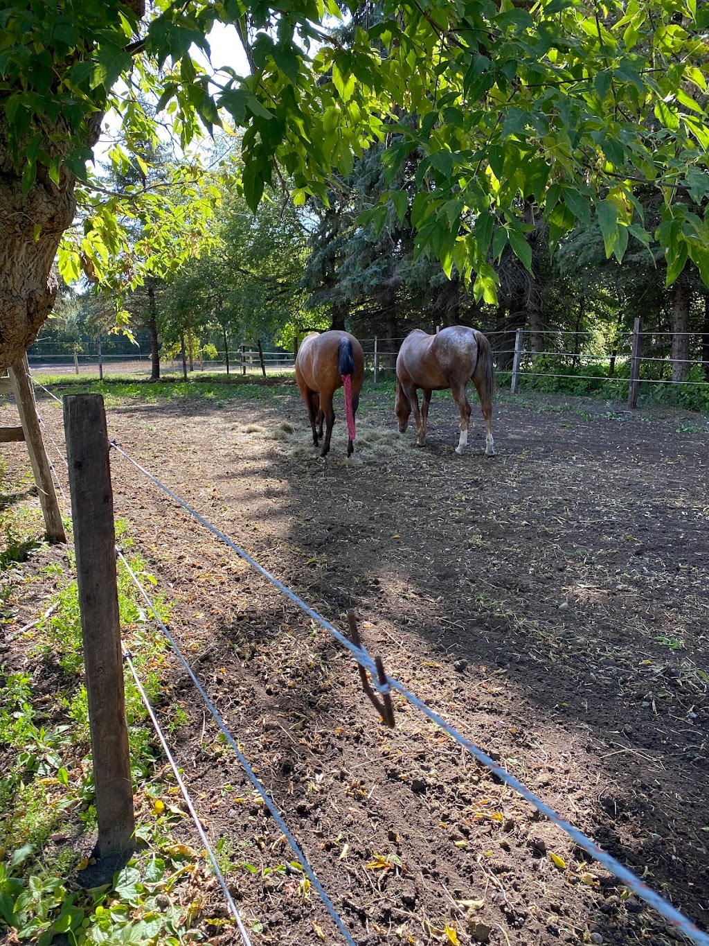 SandyLane Stable | Provincial Rd 207, Oakbank, MB R5N 0H3, Canada | Phone: (204) 793-4584