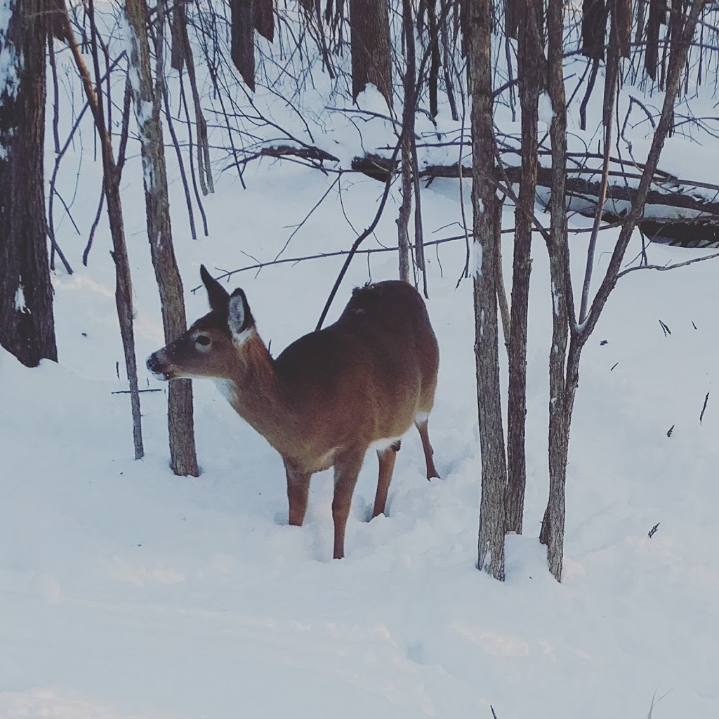 Parc Michel Chartrand | 1800 Chemin du Lac, Longueuil, QC J4J 4V5, Canada | Phone: (450) 468-7619