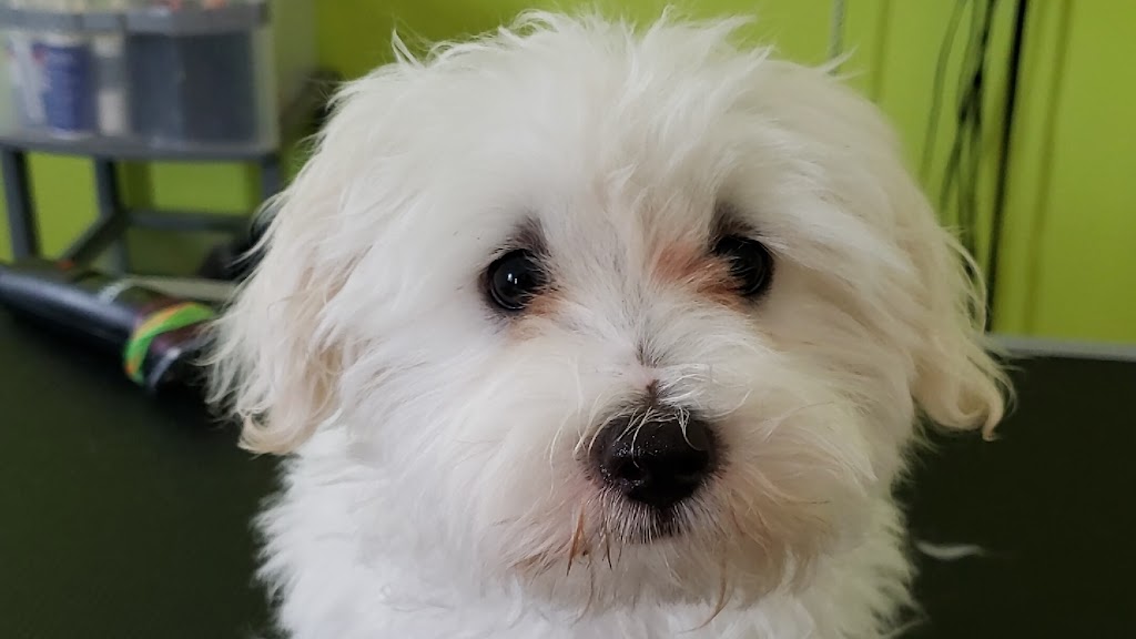 Yuppy Puppy Spa | 78 Barnstone Dr, Markham, ON L6E 0L9, Canada | Phone: (647) 886-6312