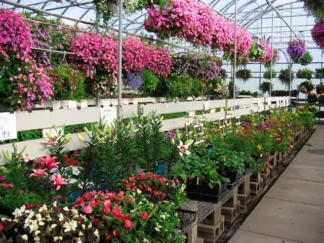 Marvins Gardens Greenhouse | 910 2nd Ave E, Waldheim, SK S0K 4R0, Canada | Phone: (306) 945-5503