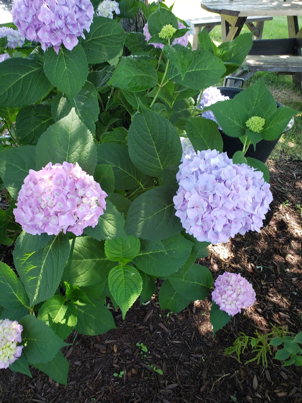 Madoc Garden Center | 13 Concession Rd, Madoc, ON K0K 2K0, Canada | Phone: (613) 473-0009