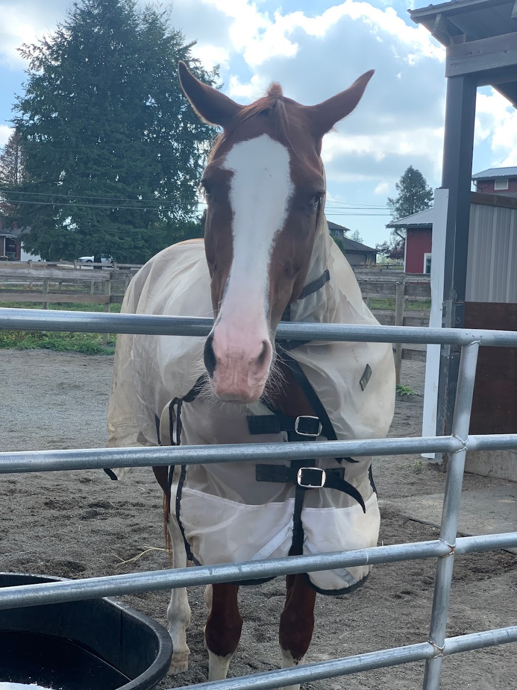 Bekevar Farms | 2863 240 St, Langley, BC V2Z 1N3, Canada | Phone: (778) 999-2692