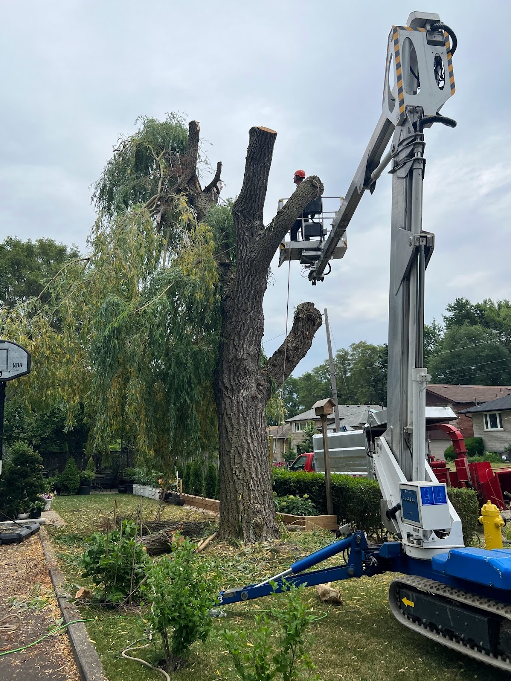 Anderstone Tree Service | 16656 Mississauga Rd, Terra Cotta, ON L7K 1L9, Canada | Phone: (416) 476-4269