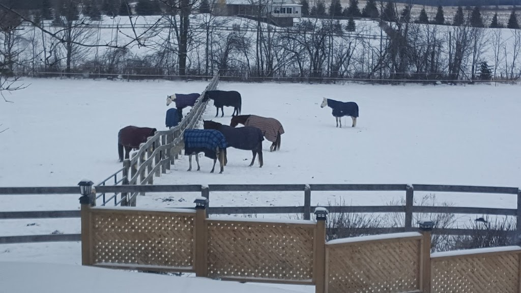 Royaleigh Acres | 9575 Side Rd 5, Erin, ON N0B 1T0, Canada | Phone: (905) 616-0513