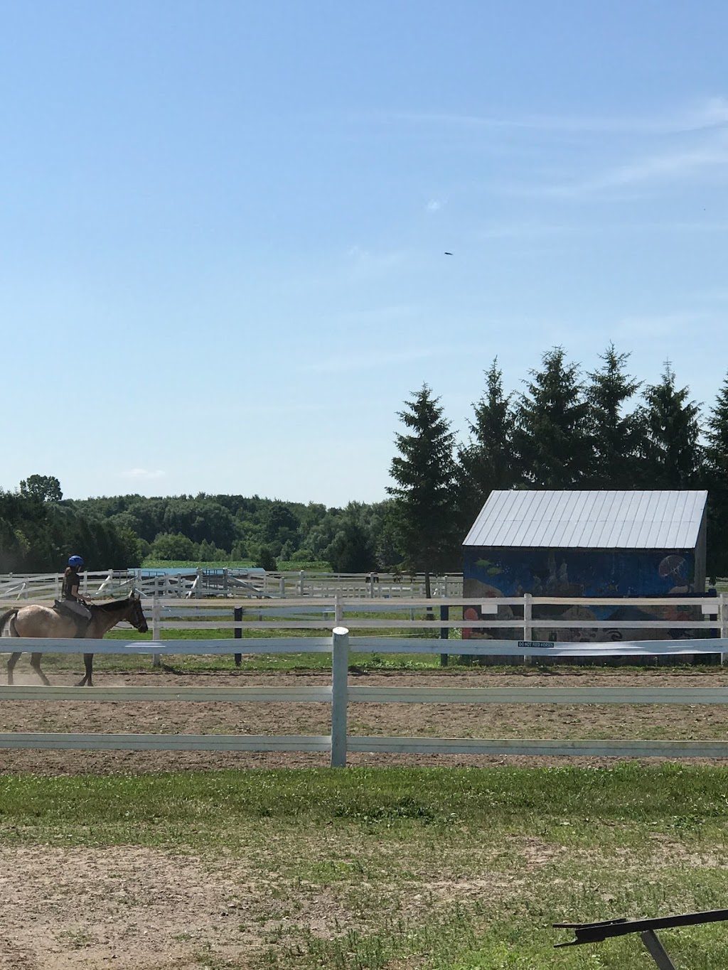 SARI Therapeutic Riding | 12659 Medway Rd, Arva, ON N0M 1C0, Canada | Phone: (519) 666-1123