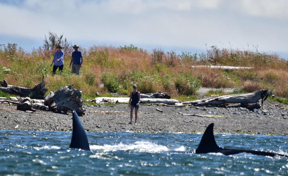 Seagull Studio Vacation Guest Suite | Seagull Studio, 1548 Dufour Rd, Sooke, BC V9Z 0T6, Canada | Phone: (250) 507-7723