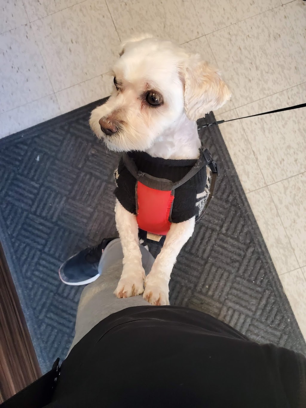 Regent Park Animal Hospital | 3853 Sherwood Dr, Regina, SK S4R 4A8, Canada | Phone: (306) 206-1823