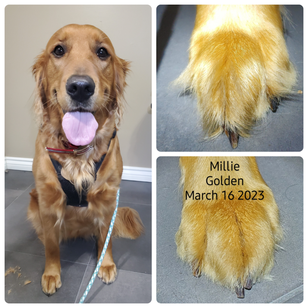 Trillium Dog Grooming | 1492 Falkenburg Rd, Bracebridge, ON P1L 1X4, Canada | Phone: (705) 641-1751