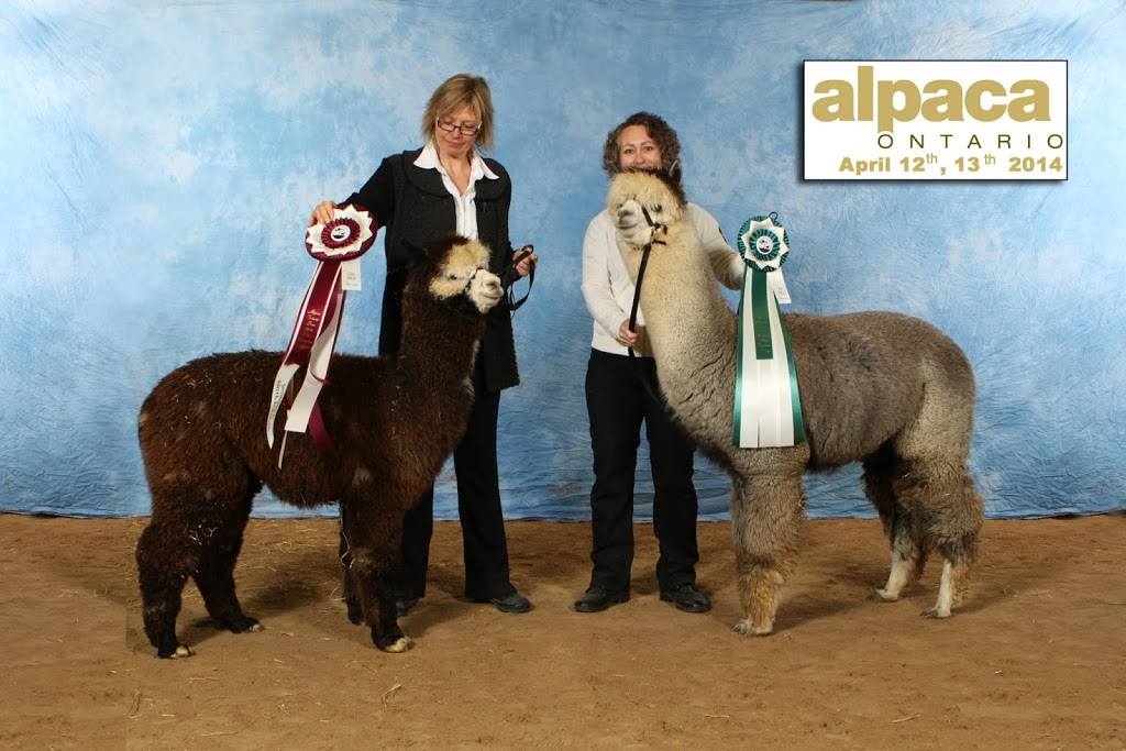 Arriba Linea Alpacas | 696 Kawartha Lakes County Rd 36, Lindsay, ON K9V 4R3, Canada | Phone: (647) 223-8950