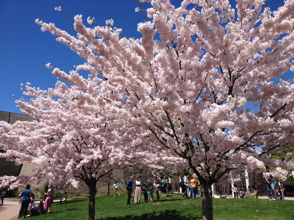 The Sakura Grove | 1265 Miitary Trail, Scarborough, ON M1C 1A4, Canada