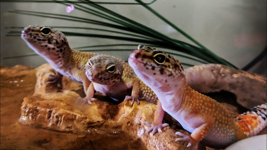 Totally Reptiles | 177 A Blossom Ave, Brantford, ON N3T 5L9, Canada | Phone: (519) 865-6635