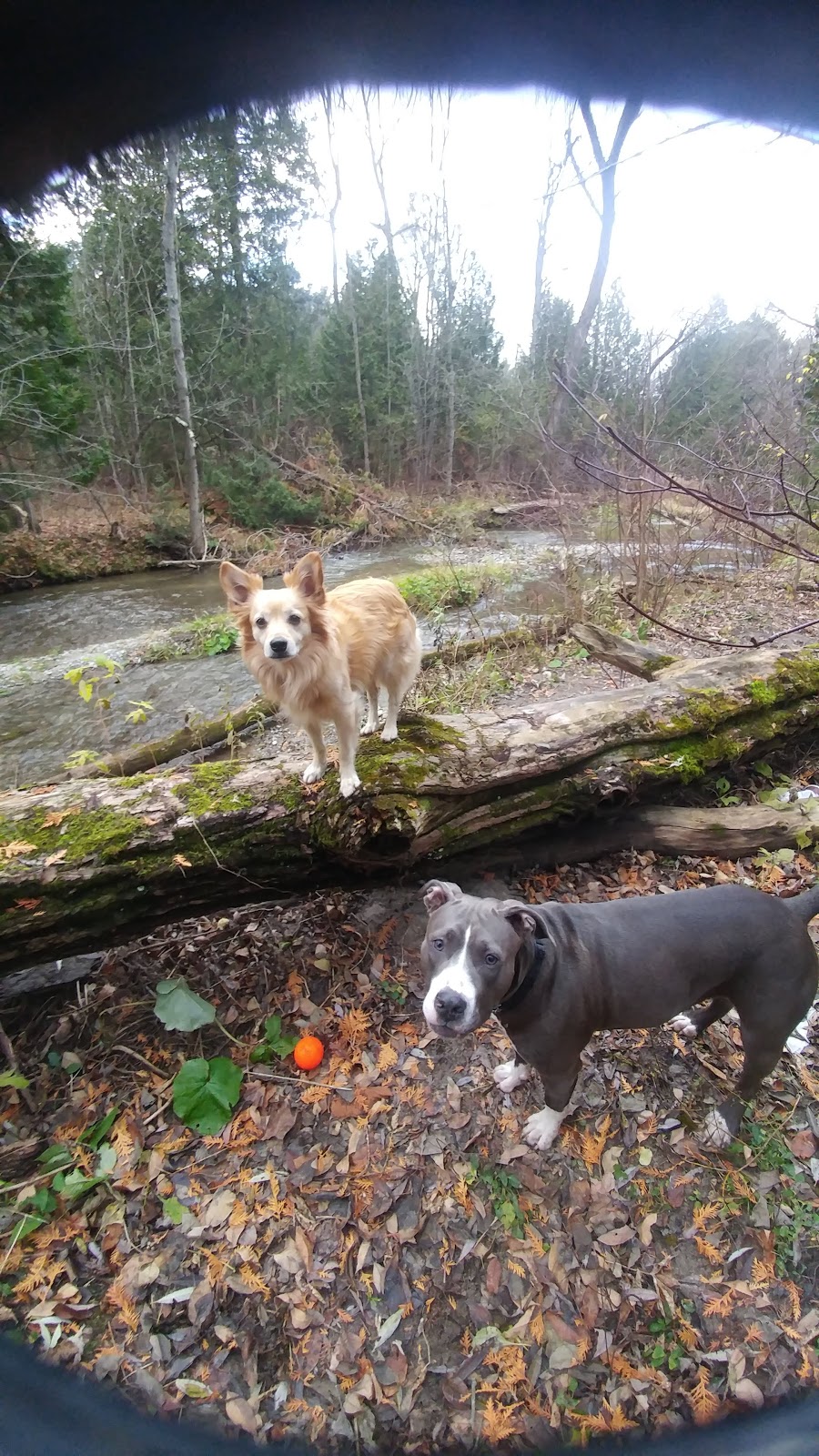Stephens Gulch Conservation Area | L1C 4V7, 367 Stephens Mill Rd, Bowmanville, ON L1C 4V7, Canada