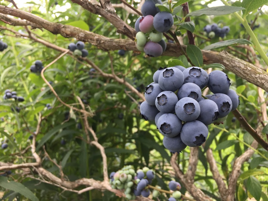 Bleuetière Le Rêve Bleu | 386 Rang de la Presquîle, Saint-Damase, QC J0H 1J0, Canada | Phone: (450) 772-6309