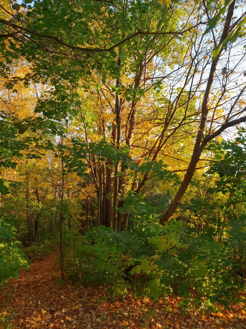 Richvale Greenway Park | Unnamed Road, Richmond Hill, ON L4C 5J2, Canada