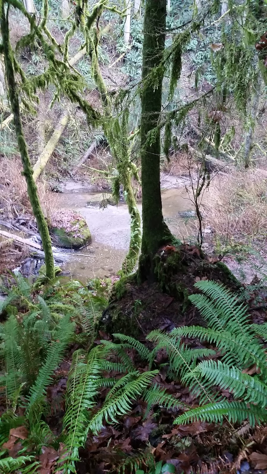 Hoags Pond | Broad St, Bellingham, WA 98225, USA