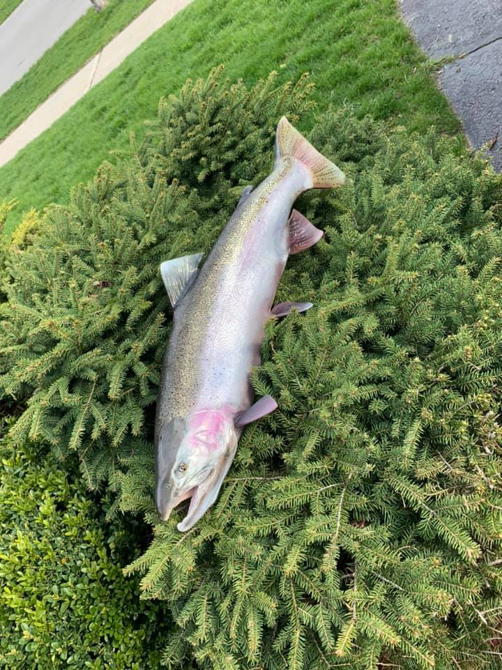 Ayr Fish Art | 31 Watson Crescent, Ayr, ON N0B 1E0, Canada | Phone: (226) 755-1707