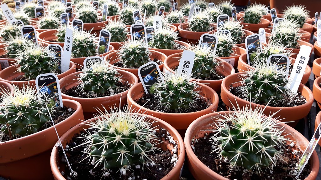 Cactus Fleuri Inc (Le) | 1850 Rang N Ouest, Sainte-Madeleine, QC J0H 1S0, Canada | Phone: (450) 795-3383