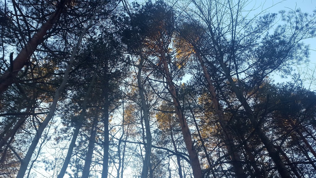 Grange Public Land | 32 Cardwell St, Alton, ON L7K 0E2, Canada