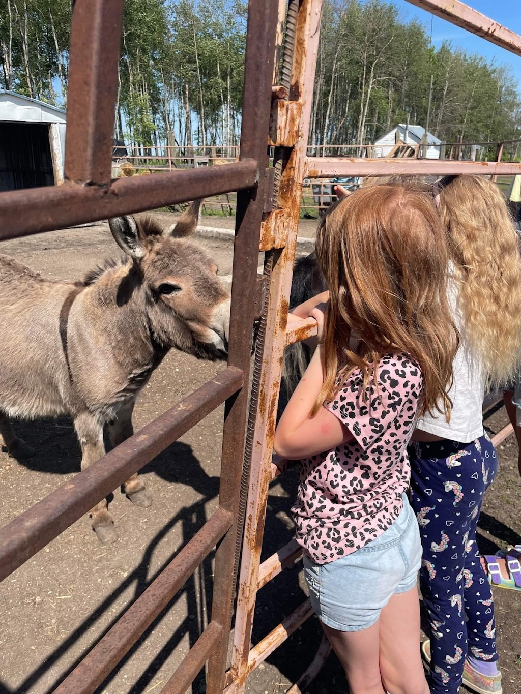 Mini Acres Ranch | Box 56, McCreary, MB R0J 1B0, Canada | Phone: (204) 647-0604