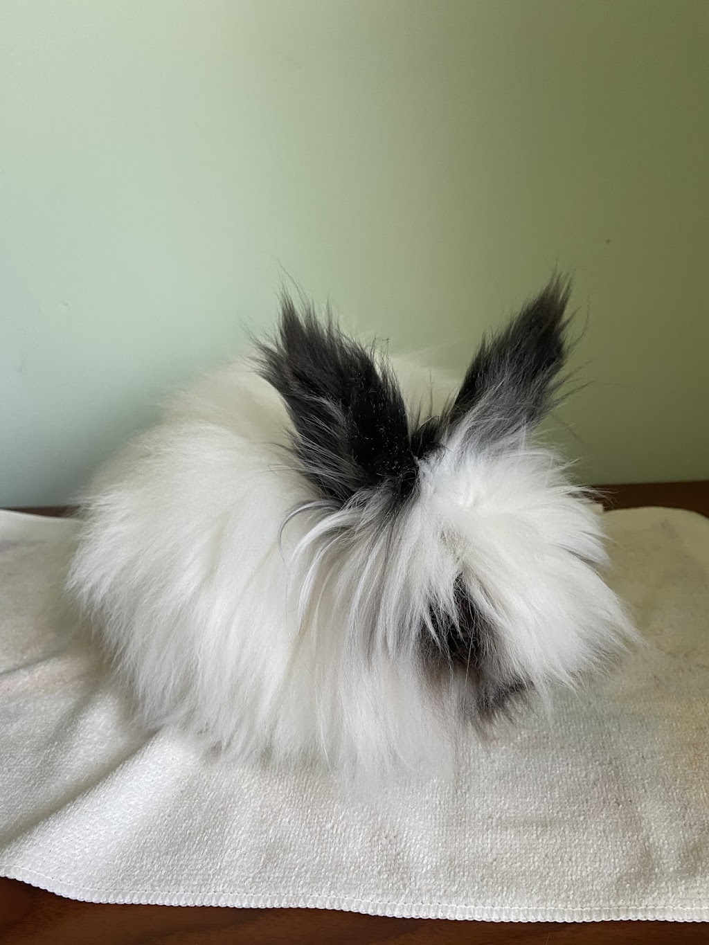 Funny Bunny Services | 10 Tansley Ave, Toronto, ON M1J 1P3, Canada | Phone: (647) 524-4535