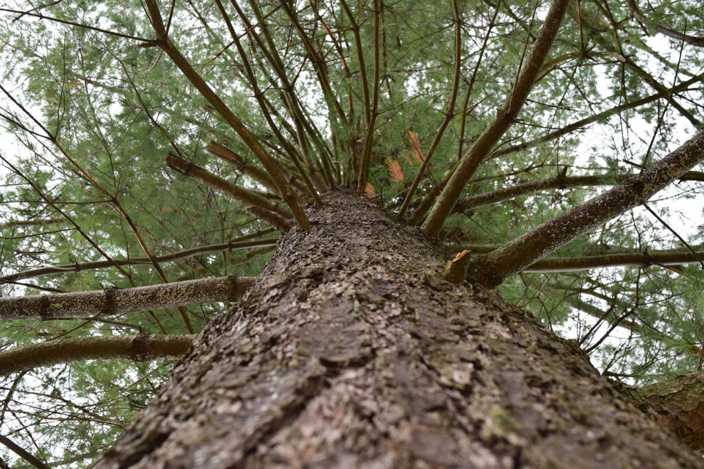 Ridgetop Tree Service | 385741 New Durham Rd, Burgessville, ON N0J 1C0, Canada | Phone: (519) 532-3613