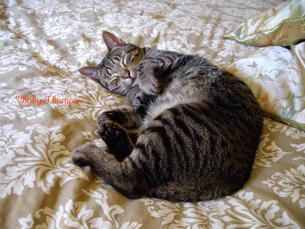 Mrs Dolittles Pet Care | 1013 Sandalwood Ct, Victoria, BC V9C 0E1, Canada | Phone: (250) 213-7266