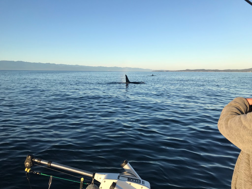 KingSize Adventures | 1327 Beach Dr, Victoria, BC V8S 2N4, Canada | Phone: (250) 507-5500