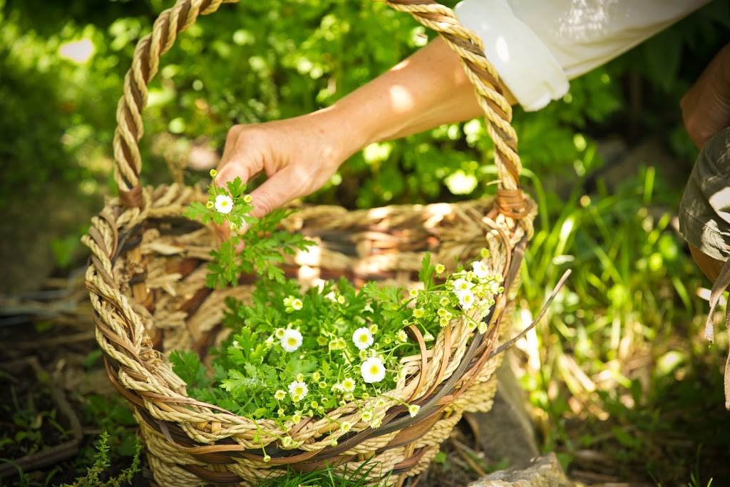 Bee Wild Herbs | 317 Elgin St, Merrickville, ON K0G 1N0, Canada | Phone: (613) 404-5643