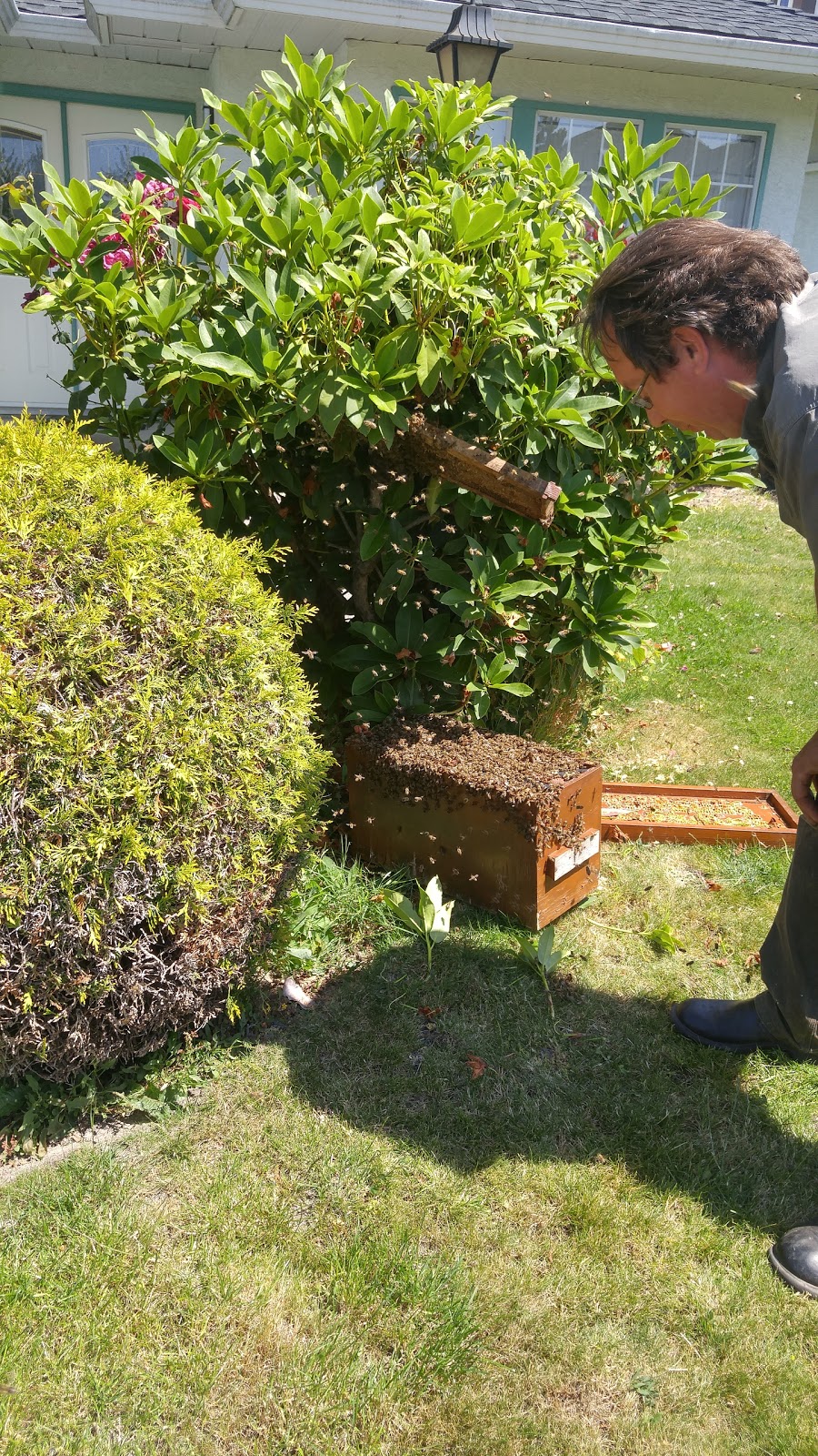 GVRD Bee Removal | 5460 52 Ave, Delta, BC V4K 2C6, Canada | Phone: (604) 644-9491