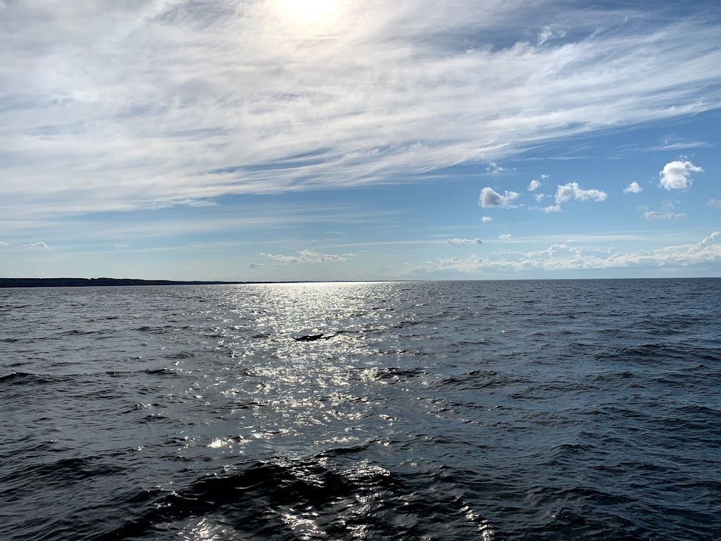 Aidens Deep Sea Fishing | 54 Harbourview Dr, North Rustico, PE C0A 1X0, Canada | Phone: (902) 963-3522