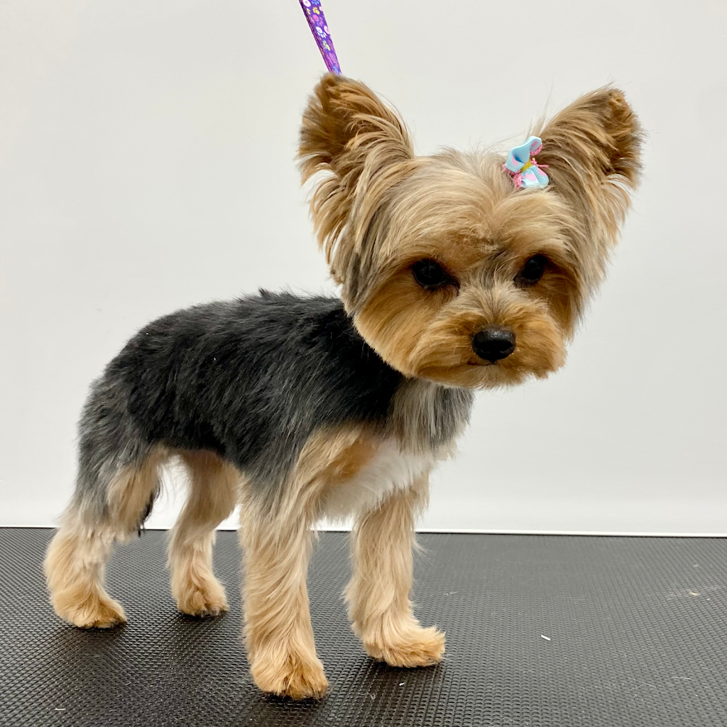 Pawllywood Pet Grooming | 1 Raymerville Dr #3a, Markham, ON L3P 5J5, Canada | Phone: (905) 209-0680