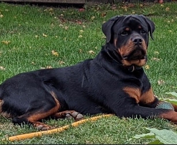 Colossal Onyx Rottweilers | 4956 Fifth Line, Erin, ON N0B 1T0, Canada | Phone: (519) 827-6620