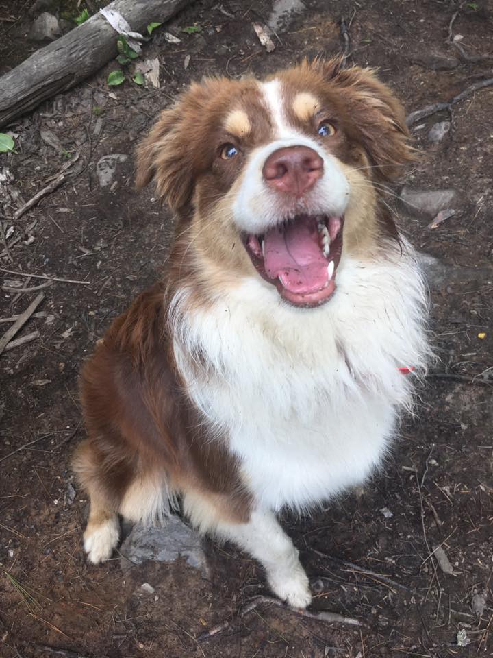 Dig It Dogs Canine Services | 2845 NS-354, Upper Rawdon, NS B0N 2N0, Canada | Phone: (902) 222-0136