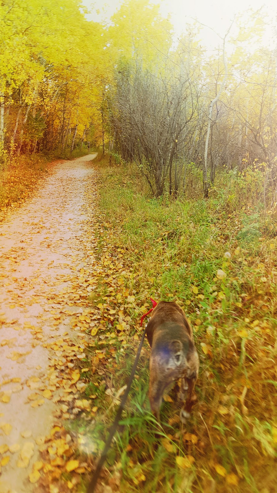 Marj Edey Park | Ridgewood South, Winnipeg, MB R3R, Canada
