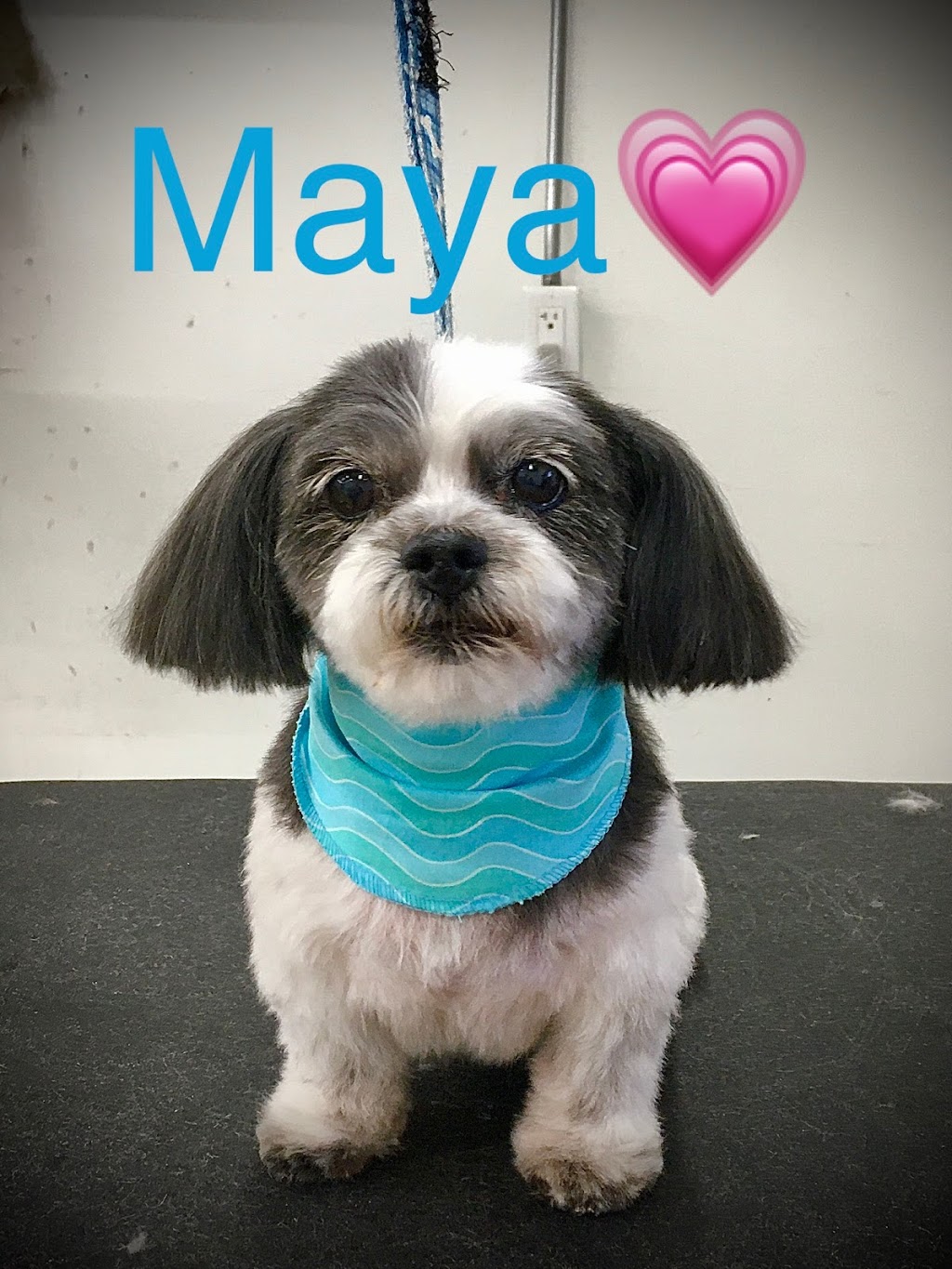 Centre de formation toilettage aux petits soins | 185 Bd Antonio-Barrette, Notre-Dame-des-Prairies, QC J6E 1E6, Canada | Phone: (450) 758-1855