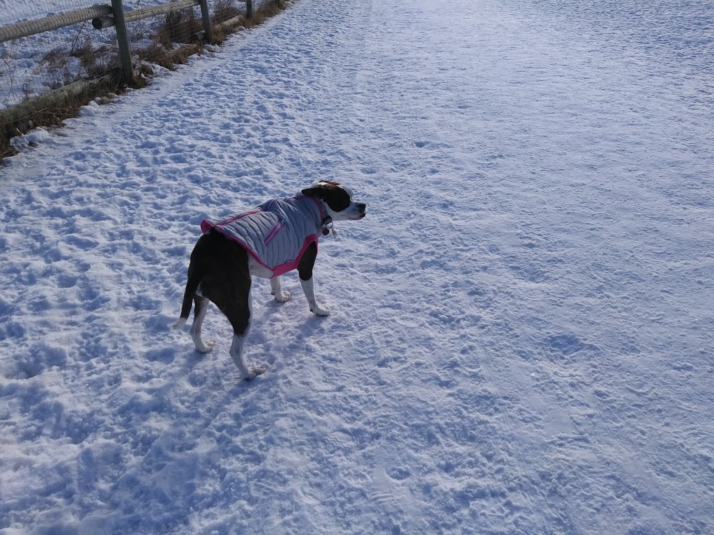 Sue Higgins Off-Leash Area | 9888 15 St SE, Calgary, AB T2J, Canada