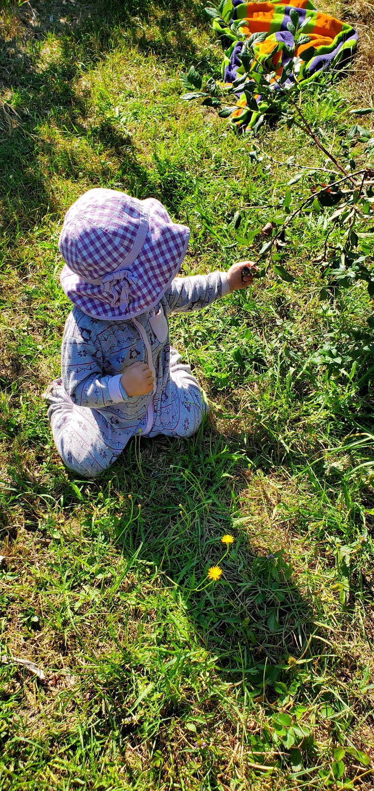 Bleuetière Planète Bleue | 245 Rang Saint-Jean-Baptiste, Saint-Chrysostome, QC J0S 1R0, Canada | Phone: (450) 826-3957