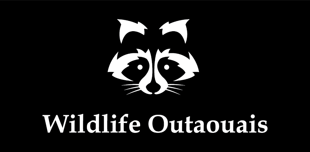 Extermination Wildlife Outaouais Inc | 225 Rue Principale #6, Saint-André-Avellin, QC J0V 1W0, Canada | Phone: (819) 968-5797