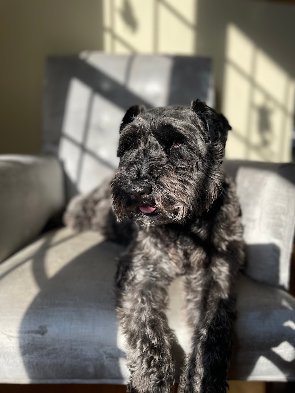 Mind My Pet | 7722 Nottawasaga 36/37 Side Rd W, Nottawa, ON L0M 1P0, Canada | Phone: (289) 936-5353