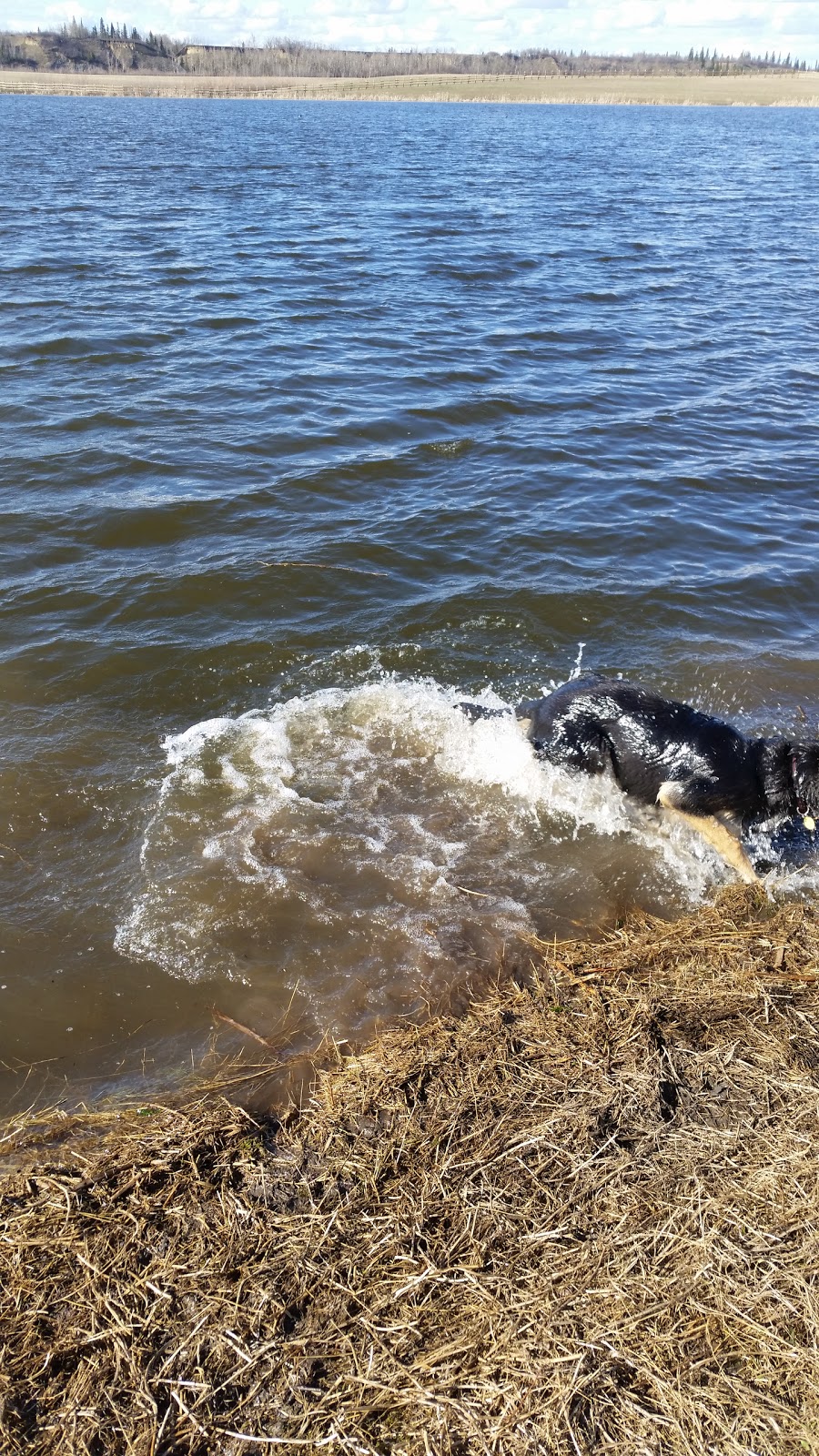 West Rivers Edge Dog Park | Pointe Aux Pins Rd, Fort Saskatchewan, AB T8L 2C5, Canada | Phone: (780) 992-6200