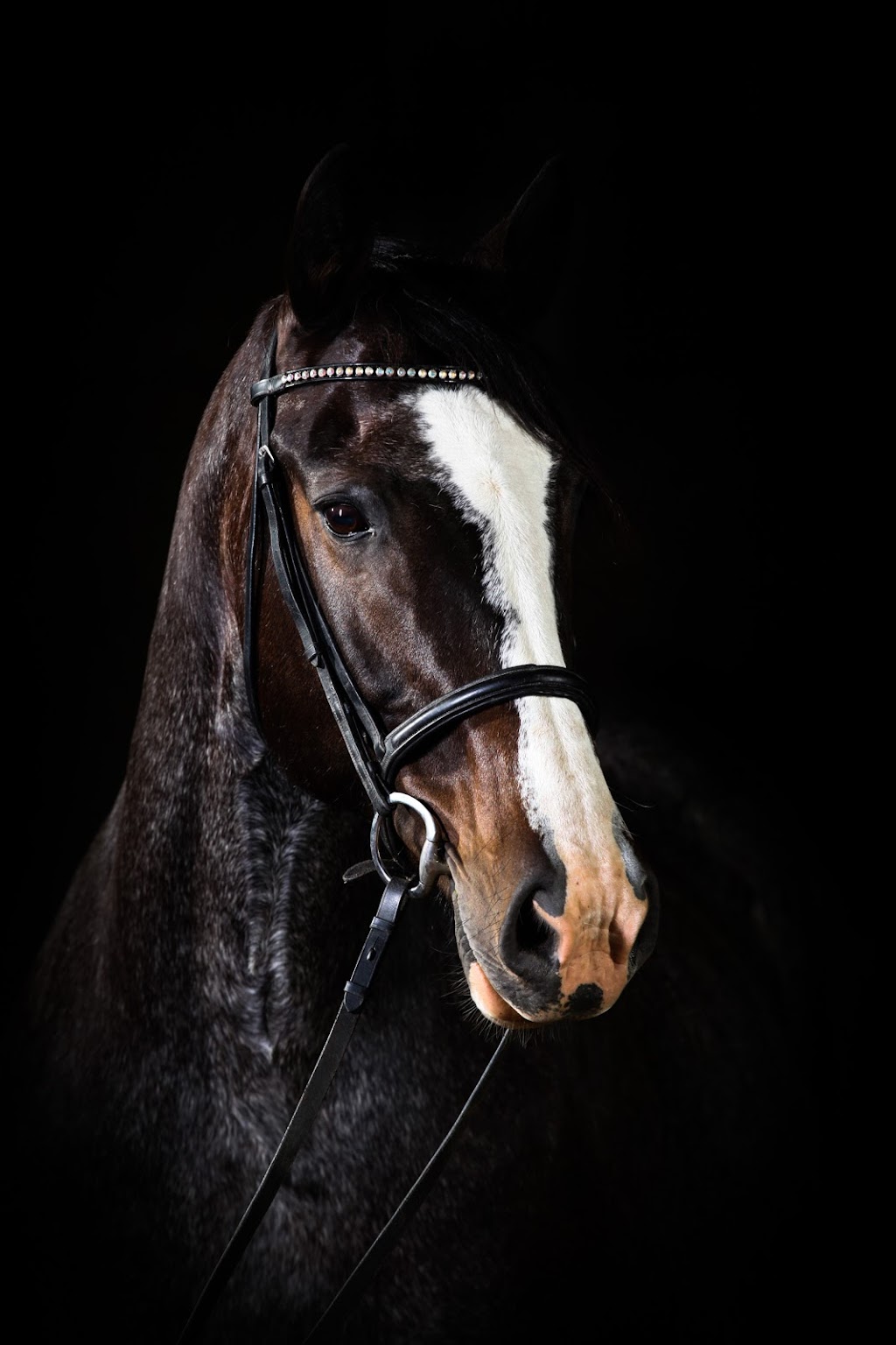 Victor Rose Photography | 299 Northfield Dr E Unit 4, Waterloo, ON N2K 4H2, Canada | Phone: (226) 783-3877